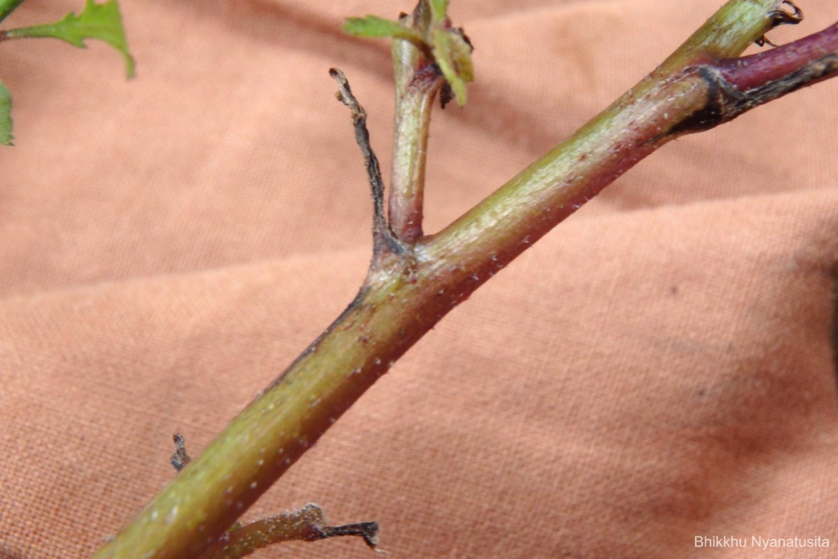 Pluchea paniculata (Willd.) Karthik. & Moorthy